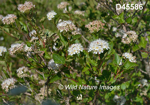 Physocarpus-opulifolius eastern-ninebark